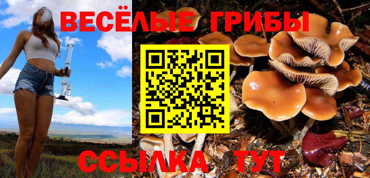 Нальчик  Галлюциногенные грибы Psilocybine cubensis  Вход с VPN 